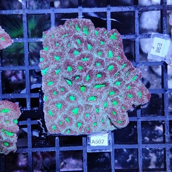 Favites A502 - Frags