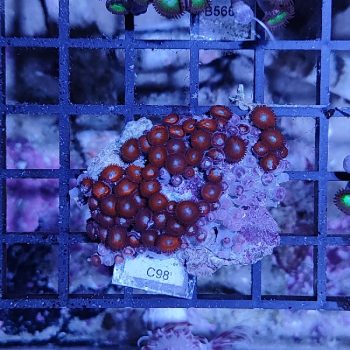 Zoanthus C98 - Frags