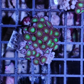 Zoanthus D13 - Frags