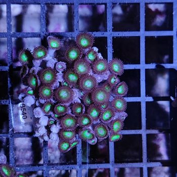 Zoanthus B540 - Frags