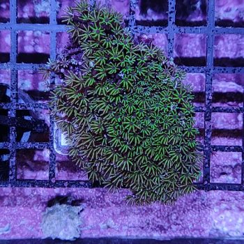 Tubipora A1 - Frags