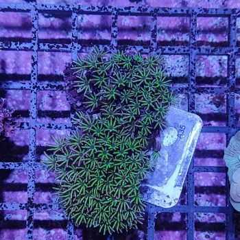 Tubipora musica A35 - Frags
