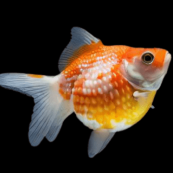 Carasius auratus -Pearl Scale 5-6cm