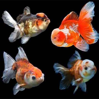 Carassius auratus -Assorted Oranda Hi-Head 6cm - Ψάρια Γλυκού