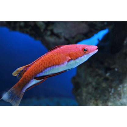 Cirrhilabrus rubriventralis - Ruby Longfin Female Fairy Wrasse - Image 2