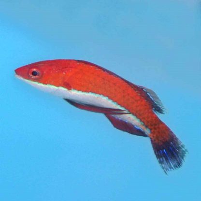 Cirrhilabrus rubriventralis - Ruby Longfin Female Fairy Wrasse