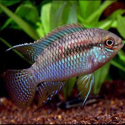 Laetacara curviceps – Flag Acara ML - Ψάρια Γλυκού