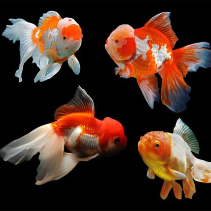 Carassius auratus – Red & White Oranda fantail 5cm - Ψάρια Γλυκού