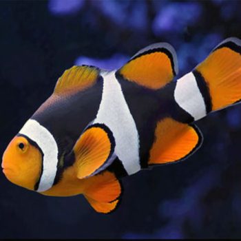 Amphiprion percula -Onyx Percula Clownfish Full Black
