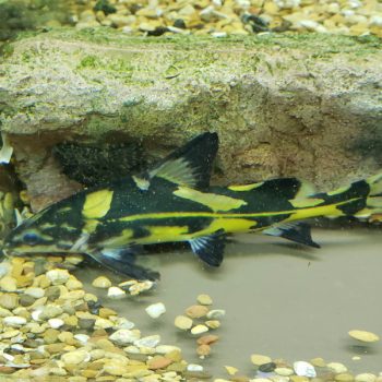 Bagroides melapterus – Harlequin Marble Lancer 10cm - Ψάρια Γλυκού