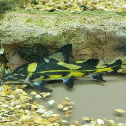Bagroides melapterus – Harlequin Marble Lancer 10cm - Ψάρια Γλυκού