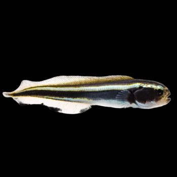 Labroides dimidiatus-Blue cleaner wrasse-M - Ψάρια Θαλασσινού