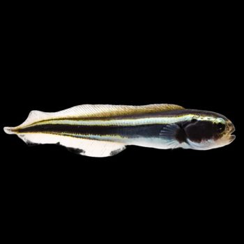 Pholidichthys leucotaenia - Engineer Goby