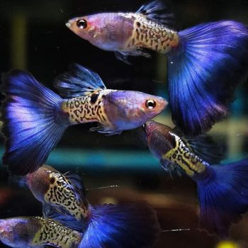 Poecilia reticulata – Guppy Metal Snakeskin Blue Tail Mal... - Ψάρια Γλυκού