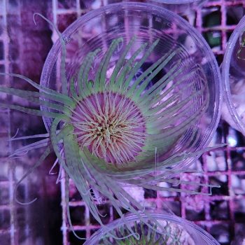 Cerianthus membranaceus - Hot Coral Offers