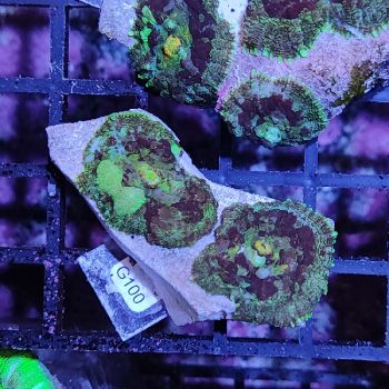 Rhodactis G100 - Frags