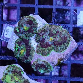 Rhodactis D51 - Frags