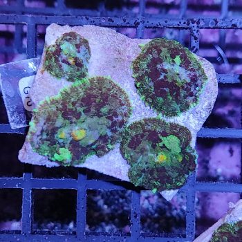 Rhodactis G76 - Frags