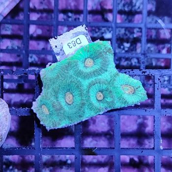 Μontastraea D83 - Frags