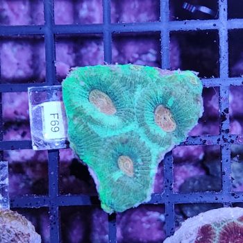 Μontastraea F69 - Frags