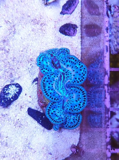 Tridacna maxima ultra blue - Μητρικές αποικίες