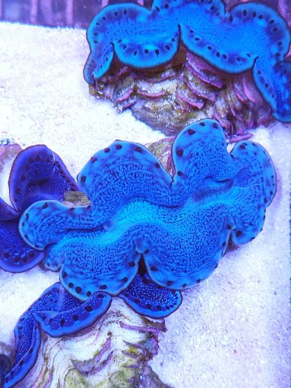 Tridacna maxima blue - Μητρικές αποικίες