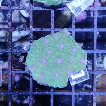 Seriatopora caliendrum metallic green - Frags