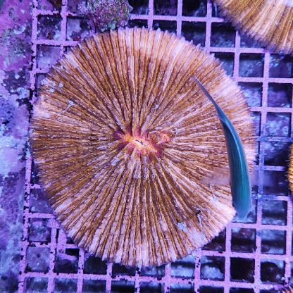 Fungia orange - Hot Coral Offers