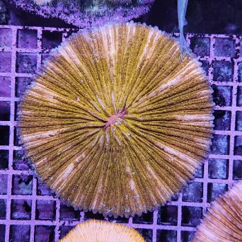 Hemigramus erythrozonus-Glow Light Tetra 2.2 cm - Ψάρια Γλυκού