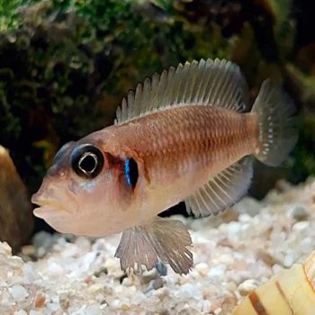 Lamprologus ocellatus - Ocellated Shell-Dweller 3-4cm
