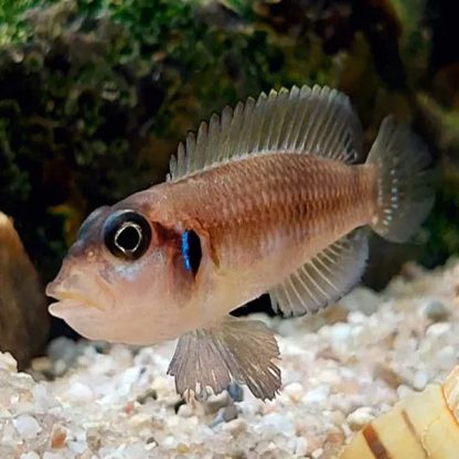 Lamprologus ocelatus -Ocellated Shell-Dweller - Ψάρια Γλυκού