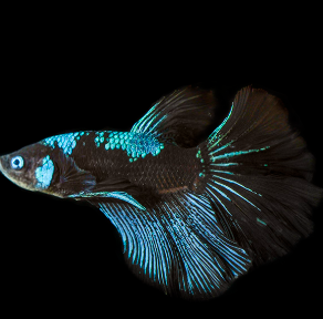 Betta splendens – Siamese Fighting Avatar Male 4-5 cm