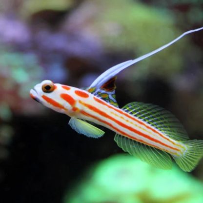 Stonogobiops yasha - Whiteray shrimp goby