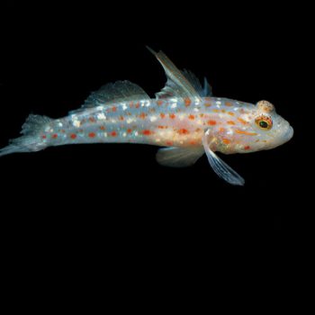 Ctenogobiops tangaroai  -Tangaroan shrimp-goby M