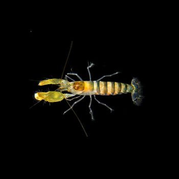 Alpheus lobidens -Yellowbar Snapping Shrimp - Ασπόνδυλα Θαλασσινού