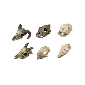 Aqua Della Skull Mini 7x10cm assorted - Τεχνητά Διακοσμητικά