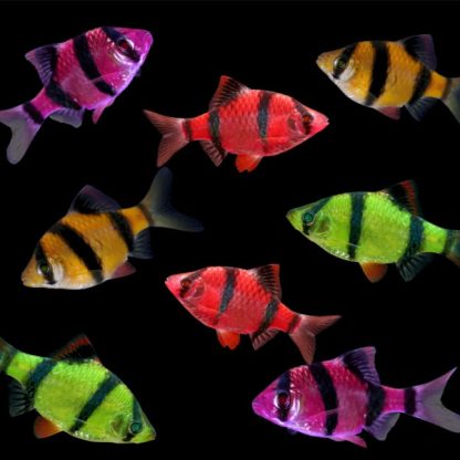 Puntigrus tetrazona-Assorted Glow Tiger Barb 3cm - Ψάρια Γλυκού