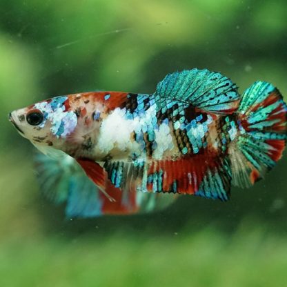 Betta splendens – Siamese Fighting Koi Galaxy Female 4-5 cm - Ψάρια Γλυκού