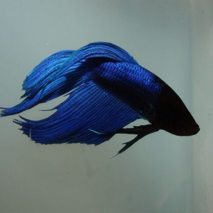 Betta splendens – Siamese Fighting Fish Royal Blue Male 4-5 cm - Ψάρια Γλυκού