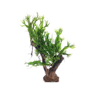 S.I Bonsai tree with Vesicularia and Microsorum windelov - Φυτά για Ενυδρεία