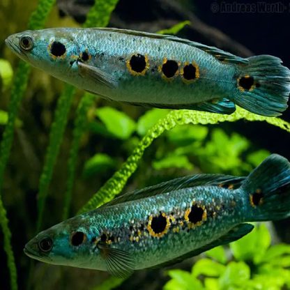 Channa pleurophthamma - Ocellated Snakehead 25 cm