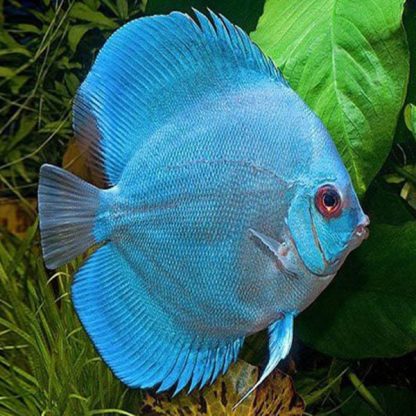 Symphysodon discus – Blue Diamond Discus 5 cm - Ψάρια Γλυκού