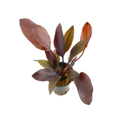 S.I Echinodorus ‘Aflame’ (Topf) - Φυτά για Ενυδρεία