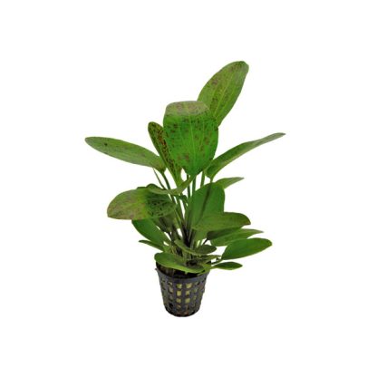 S.I Echinodorus ‘Ozelot Green’ (Topf) - Φυτά για Ενυδρεία