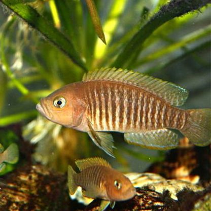 Neolamprologus multifasciatus – Multi Shell Dweller M - Ψάρια Γλυκού