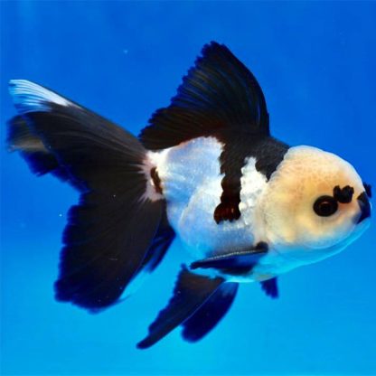 Carassius auratus – Oranda Panda 8-9cm - Ψάρια Γλυκού