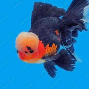 Carassius auratus – Orange Black Oranda 8-9 cm - Ψάρια Γλυκού