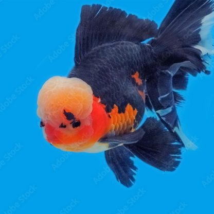 Carassius auratus – Orange Black Oranda 8-9 cm - Ψάρια Γλυκού