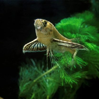 Pantodon buchholzi - African Butterflyfish 5-6 cm