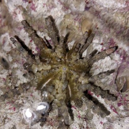Prinocidaris verticillata – pencil urchin - Ασπόνδυλα Θαλασσινού